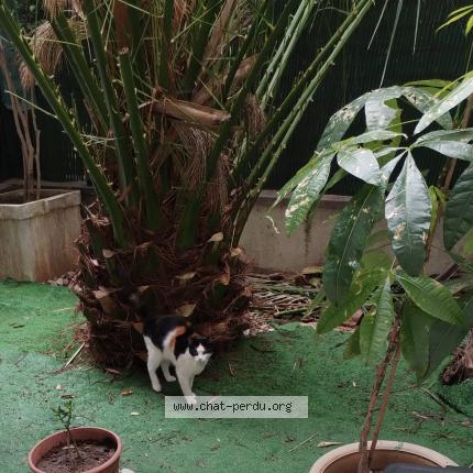 Foto 1/1 Gato encontrado Encontrado en Nice