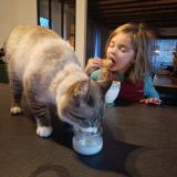 Foto del gato perdido en Gasques