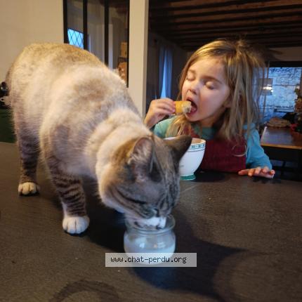 Foto 1/1 Sia Chat perdido en Gasques