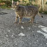 Foto del gato perdido en Chateaurenard