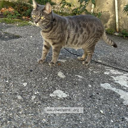 Foto 1/1 Nacho Chat perdido en Chateaurenard