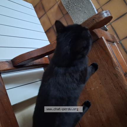 Foto 1/1 Gato encontrado Encontrado en Thoury