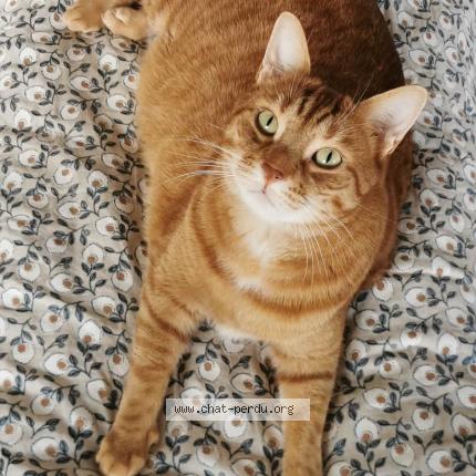 Foto 1/1 Brookie Chat perdido en Dijon