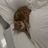 Foto del gato perdido en Brue Auriac