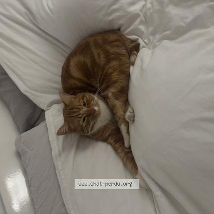 Foto 1/1 Zizou Chat perdido en Brue auriac