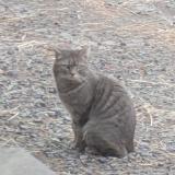 Foto de gato encontrado en Linselles