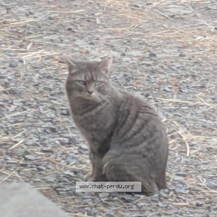 Foto 1/1 Gato encontrado Encontrado en Linselles