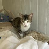 Foto de gato encontrado en Ruelle Sur Touvre