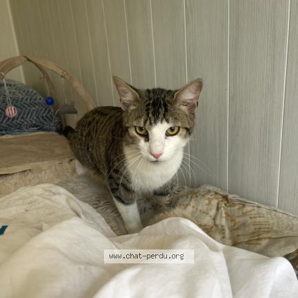 Foto 3/4 Gato encontrado Encontrado en Ruelle sur touvre