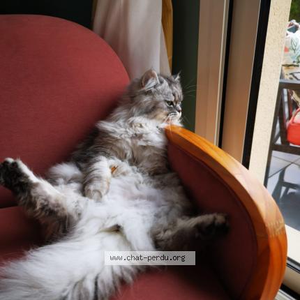 Foto 1/1 Gato encontrado Perdido en Hubert folie