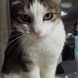 Foto del gato perdido en Buxerolles