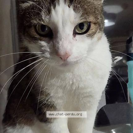 Foto 1/1 Lithium Chat perdido en Buxerolles