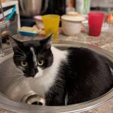 Foto del gato perdido en Arsimont