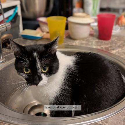 Foto 1/1 Rémus Chat perdido en Arsimont