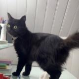 Foto del gato perdido en Yerres