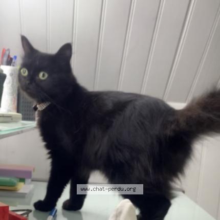 Foto 1/1 Cléo Chat perdido en Yerres