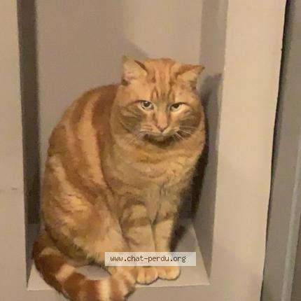 Foto 1/1 Chester Chat perdido en Mellier