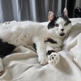 Foto del gato perdido en Corbehem