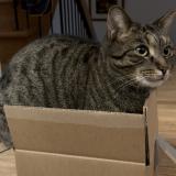 Foto del gato perdido en Laval