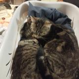 Foto del gato perdido en Estree St Denis