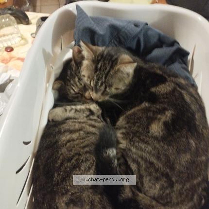 Foto 1/1 Yara Chat perdido en Estree st denis