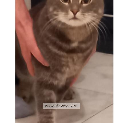 Foto 1/1 Simba Chat perdido en Le lavandou