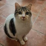 Foto del gato perdido en Chateaux Arnoux