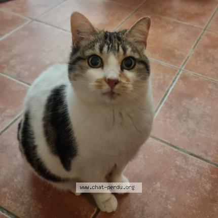 Foto 1/1 Oli Chat perdido en Chateaux arnoux