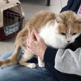 Foto de gato encontrado en Ennevelin