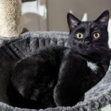 Foto del gato perdido en La Chavanna