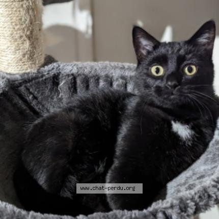 Foto 1/1 Sassou Chat perdido en La chavanna