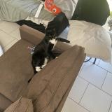 Foto del gato perdido en Lille