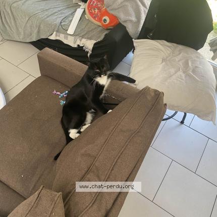 Foto 1/1 Spooky Chat perdido en Lille