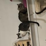 Foto del gato perdido en Vaivre Et Montoille