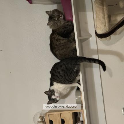 Foto 1/1 Isis Chat perdido en Vaivre et montoille