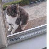 Foto del gato perdido en Rocheserviere