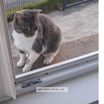 Foto 1/1 Naig Chat perdido en Rocheserviere