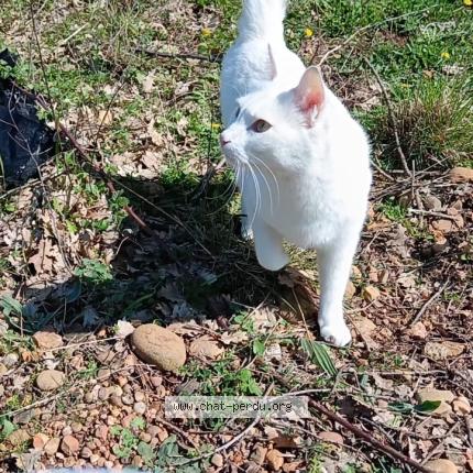 Foto 1/1 Jwani Chat perdido en Pezenas