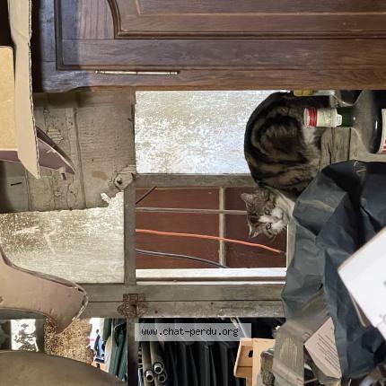 Foto 1/1 Gato encontrado Encontrado en Saubrigues