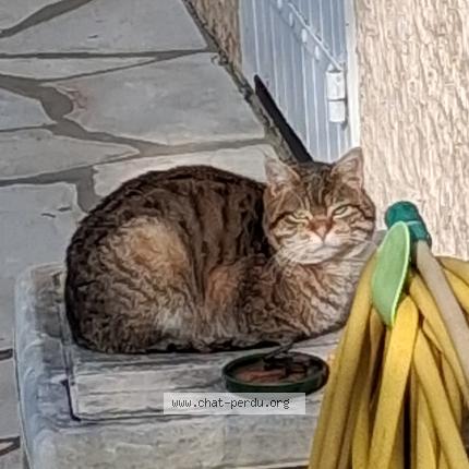 Foto 1/1 Gato encontrado Encontrado en Bourgoin jallieu