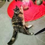 Foto del gato perdido en Soucelles