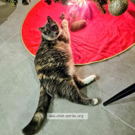 Foto 1/1 Cacahuète Chat perdido en Soucelles