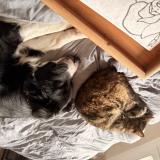 Foto del gato perdido en Aubigny Sur Nere