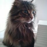 Foto del gato perdido en Aytre