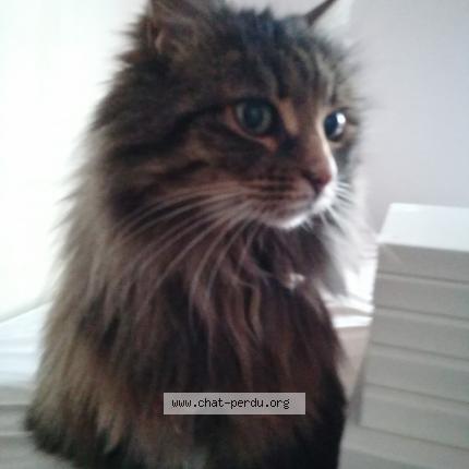 Foto 1/1 Panthère Chat perdido en Aytre