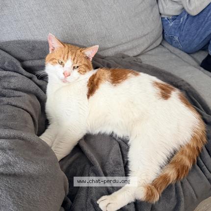 Foto 1/4 Gato encontrado Encontrado en Anderlecht