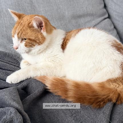 Foto 2/4 Gato encontrado Encontrado en Anderlecht