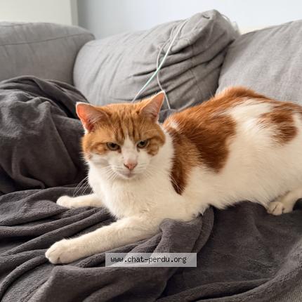 Foto 3/4 Gato encontrado Encontrado en Anderlecht