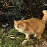 Foto del gato perdido en Les Sables D Olonne