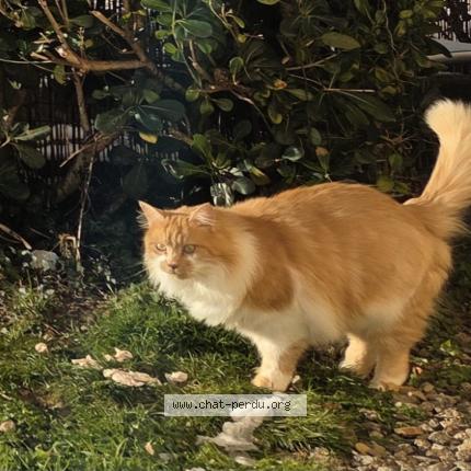 Foto 1/1 Pépite Chat perdido en Les sables d olonne